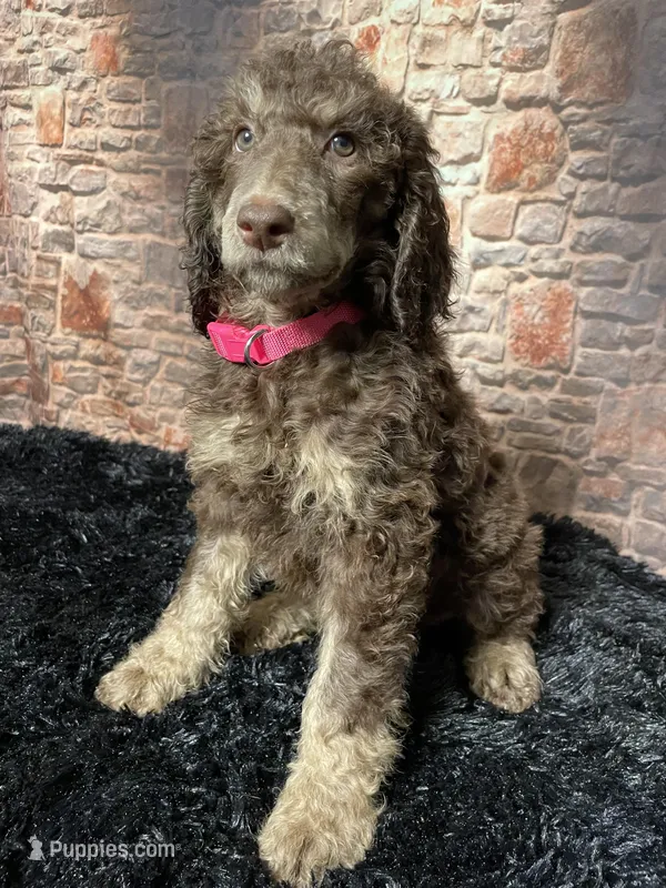 Pink – Poodle - Standard  puppy for sale in Ocala, FL