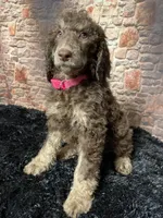Pink, a female Poodle - Standard  for sale in Ocala, FL – Photo 1 of 6