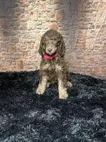 Pink, a female Poodle - Standard  for sale in Ocala, FL – Photo 2 of 6