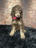 Pink, a female Poodle - Standard  for sale in Ocala, FL – Photo 5 of 6