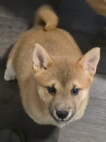 Kyro, a male Shiba Inu for sale in Indianapolis, IN – Photo 6 of 6