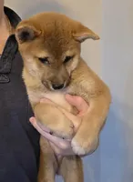 Kyro, a male Shiba Inu for sale in Indianapolis, IN – Photo 5 of 6