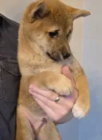 Kyro, a male Shiba Inu for sale in Indianapolis, IN – Photo 3 of 6