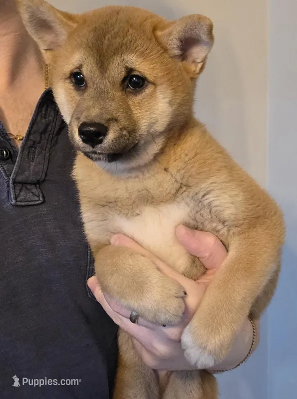 Kyro – Shiba Inu puppy for sale in Indianapolis, IN
