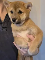 Kyro, a male Shiba Inu for sale in Indianapolis, IN – Photo 1 of 6