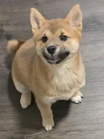 Kyro, a male Shiba Inu for sale in Indianapolis, IN – Photo 2 of 6