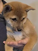 Kyro, a male Shiba Inu for sale in Indianapolis, IN – Photo 4 of 6