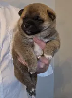 Kobi, a male Shiba Inu for sale in Indianapolis, IN – Photo 6 of 7