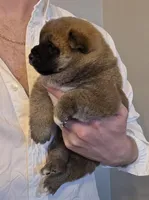 Kobi, a male Shiba Inu for sale in Indianapolis, IN – Photo 4 of 7