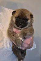 Kobi, a male Shiba Inu for sale in Indianapolis, IN – Photo 5 of 7