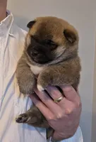 Kobi, a male Shiba Inu for sale in Indianapolis, IN – Photo 1 of 7