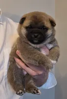 Kobi, a male Shiba Inu for sale in Indianapolis, IN – Photo 2 of 7