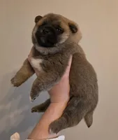 Kobi, a male Shiba Inu for sale in Indianapolis, IN – Photo 7 of 7