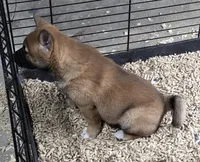 Sesame Shiba Inu Male, a male Shiba Inu for sale in Indianapolis, IN – Photo 4 of 6