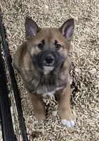 Sesame Shiba Inu Male, a male Shiba Inu for sale in Indianapolis, IN – Photo 3 of 6