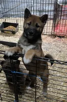 Sesame Shiba Inu Male, a male Shiba Inu for sale in Indianapolis, IN – Photo 6 of 6