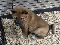 Sesame Shiba Inu Male, a male Shiba Inu for sale in Indianapolis, IN – Photo 2 of 6
