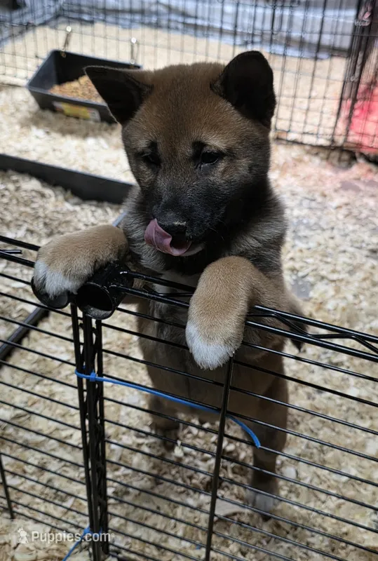 Sesame Shiba Inu Male – Shiba Inu puppy for sale in Indianapolis, IN