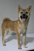 AKC Shiba - House and Crate Trained, a male Shiba Inu for sale in Indianapolis, IN – 3 of 6