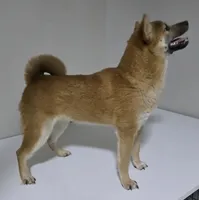 AKC Shiba - House and Crate Trained, a male Shiba Inu for sale in Indianapolis, IN – 4 of 6