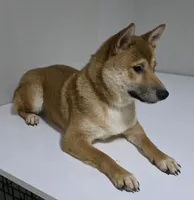 AKC Shiba - House and Crate Trained, a male Shiba Inu for sale in Indianapolis, IN – 5 of 5