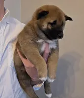 Marlin - reserved, a male Shiba Inu for sale in Indianapolis, IN – Photo 4 of 5