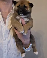 Marlin - reserved, a male Shiba Inu for sale in Indianapolis, IN – Photo 1 of 5