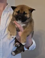 Marlin - reserved, a male Shiba Inu for sale in Indianapolis, IN – Photo 2 of 5