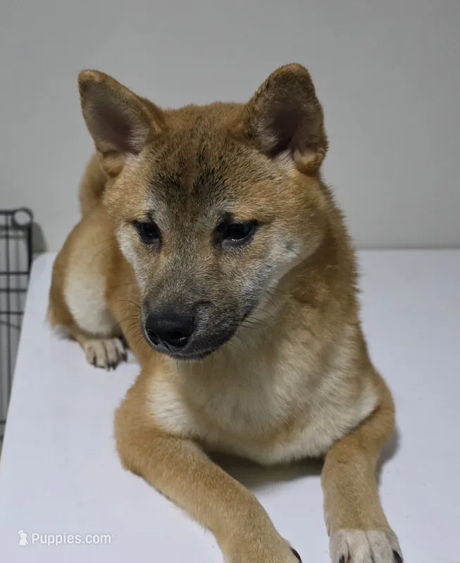 AKC Shiba - House and Crate Trained – Shiba Inu puppy for sale in Indianapolis, IN