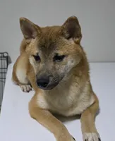 AKC Shiba - House and Crate Trained, a male Shiba Inu for sale in Indianapolis, IN – 1 of 6