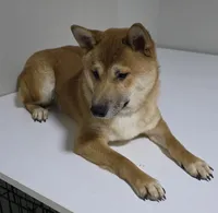 AKC Shiba - House and Crate Trained, a male Shiba Inu for sale in Indianapolis, IN – 3 of 5
