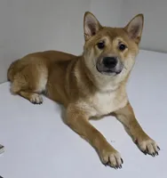 AKC Shiba - House and Crate Trained, a male Shiba Inu for sale in Indianapolis, IN – 1 of 5
