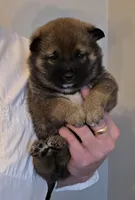 Kyro, a male Shiba Inu for sale in Indianapolis, IN – Photo 2 of 6