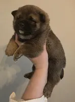 Kyro, a male Shiba Inu for sale in Indianapolis, IN – Photo 6 of 6