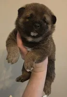 Kyro, a male Shiba Inu for sale in Indianapolis, IN – Photo 5 of 6