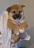 Max, a male Shiba Inu for sale in Indianapolis, IN – Photo 1 of 6