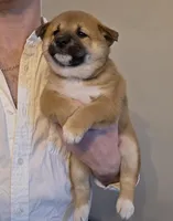 Max, a male Shiba Inu for sale in Indianapolis, IN – Photo 4 of 6