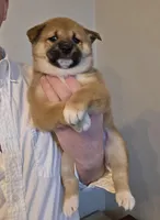 Max, a male Shiba Inu for sale in Indianapolis, IN – Photo 2 of 6