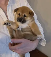 Max, a male Shiba Inu for sale in Indianapolis, IN – Photo 6 of 6