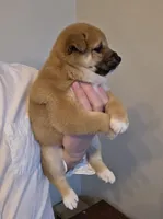 Max, a male Shiba Inu for sale in Indianapolis, IN – Photo 3 of 6