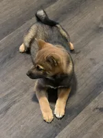 Kobi, a male Shiba Inu for sale in Indianapolis, IN – Photo 6 of 7