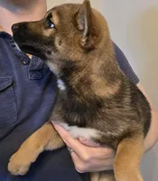 Kobi, a male Shiba Inu for sale in Indianapolis, IN – Photo 2 of 7