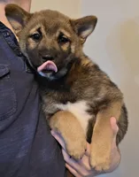 Kobi, a male Shiba Inu for sale in Indianapolis, IN – Photo 4 of 7