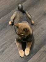 Kobi, a male Shiba Inu for sale in Indianapolis, IN – Photo 3 of 7