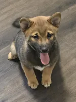 Kobi, a male Shiba Inu for sale in Indianapolis, IN – Photo 1 of 7