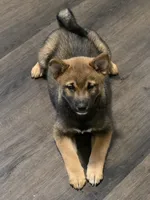 Kobi, a male Shiba Inu for sale in Indianapolis, IN – Photo 5 of 7