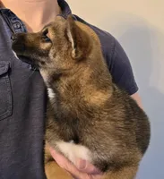 Kobi, a male Shiba Inu for sale in Indianapolis, IN – Photo 7 of 7