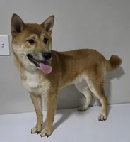 AKC Shiba - House and Crate Trained, a male Shiba Inu for sale in Indianapolis, IN – 4 of 5