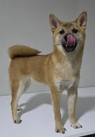 AKC Shiba - House and Crate Trained, a male Shiba Inu for sale in Indianapolis, IN – 5 of 6