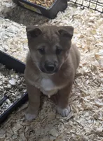 Red Shiba Inu Male, a male Shiba Inu for sale in Indianapolis, IN – Photo 1 of 3